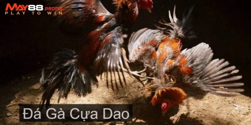 Vài giống gà nổi tiếng và chất lượng trong giới 